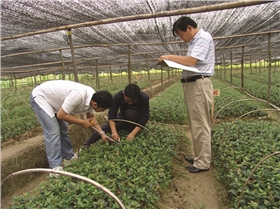 长园油茶培育检测
