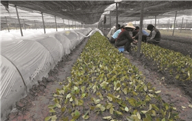 油茶采收