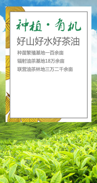 长园茶油