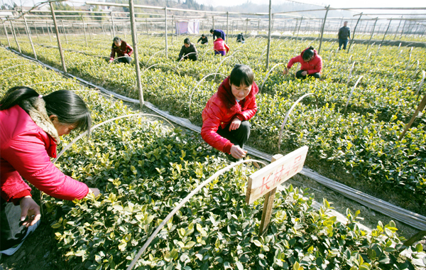 油茶采收
