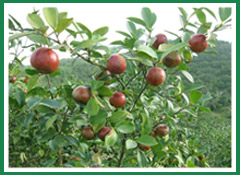 油茶树