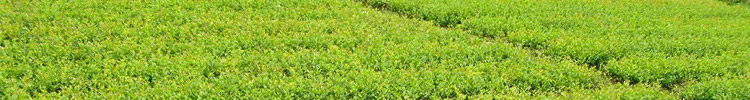 油茶林