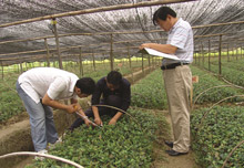 长园油茶培育检测