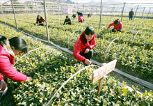 油茶育苗