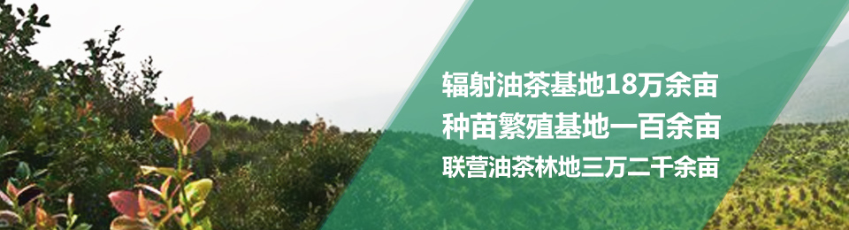 辐射油茶基地18万余亩，种苗繁殖基地一百余亩
