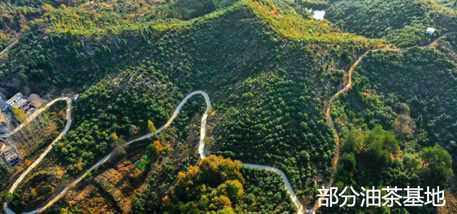 长园茶油——我们只做100%纯正茶籽油！