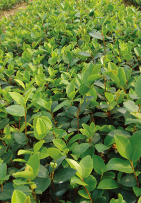 优良无性系油茶苗